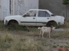 white goat tied to white car in front of white house